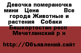 Девочка помераночка мини › Цена ­ 50 000 - Все города Животные и растения » Собаки   . Башкортостан респ.,Мечетлинский р-н